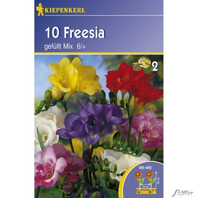 Gefüllte-Freesien ´Mischung´ - 10 Stück von Garten Schlüter auf blumen.de