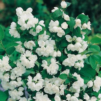 Gefüllter Gartenjasmin ´Schneesturm´ von Garten Schlüter auf blumen.de