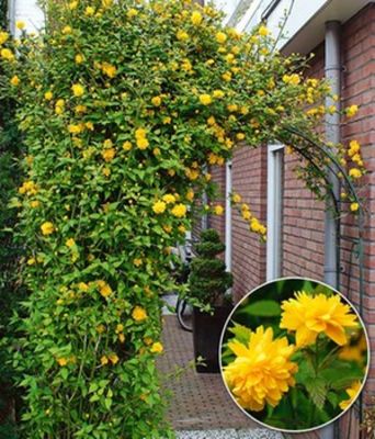 Gefüllter Ranunkelstrauch von BALDUR-Garten auf blumen.de