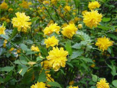 Gefüllter Ranunkelstrauch von Gartengruen-24 auf blumen.de