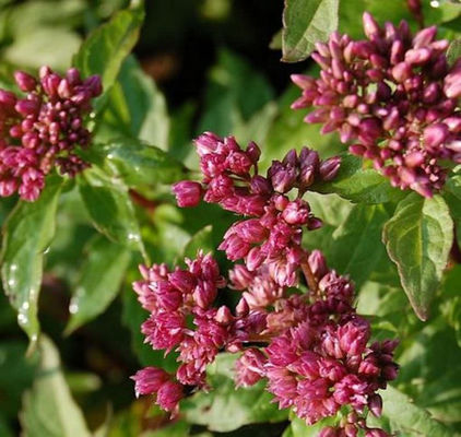 Gefüllter Wasserdost von Nr-01 Pflanzenversand auf blumen.de