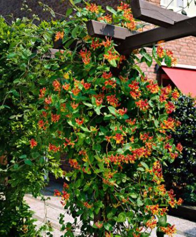 Geißblatt 'Goldflame' von Bakker auf blumen.de