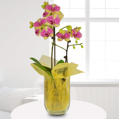 Gelb-Pink marmorierte Orchidee  von Bluvesa auf blumen.de
