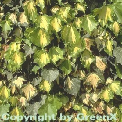 Gelbbunter Efeu Goldheart von Nr-01 Pflanzenversand auf blumen.de