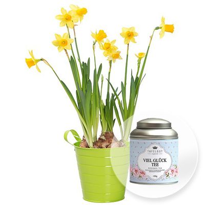 Gelbe Narzisse in Topf und Viel Glück Tee von Valentins auf blumen.de