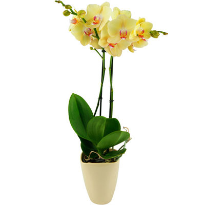 Gelbe Orchidee von Bluvesa auf blumen.de