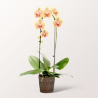 Gelbe Orchidee von FloraPrima auf blumen.de