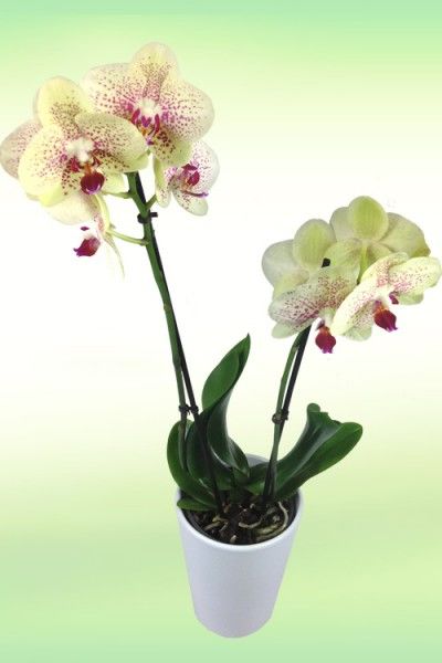 Gelbe Orchidee von Rosenbote.de auf blumen.de