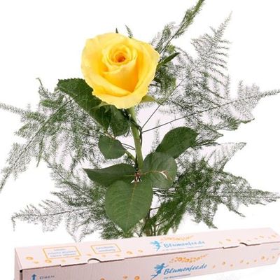 Gelbe Rose mit Spezial-Geschenkbox von Blumenfee auf blumen.de