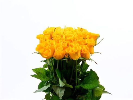 Gelbe Rosen von BestFlowers auf blumen.de