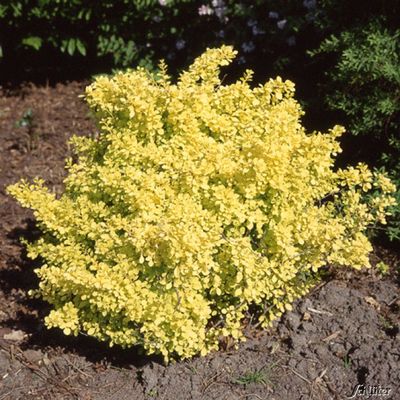 Gelbe Zwerg-Berberitze ´Bonanza Gold®´ von Garten Schlüter auf blumen.de