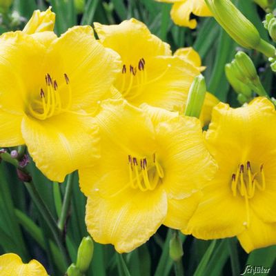 Gelbe Zwerg-Taglilie 'Stella de Oro' von Garten Schlüter auf blumen.de