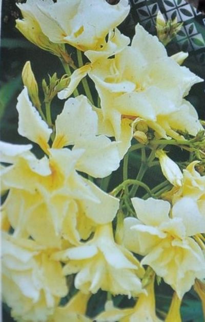 Gelber Oleander - Nerium oleander von Der Palmenmann auf blumen.de