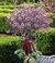 Geranium-Bäumchen ´Madeira´ pink von BALDUR-Garten auf blumen.de