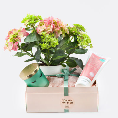 Geschenkset mit Hortensie  von Blume2000.de auf blumen.de