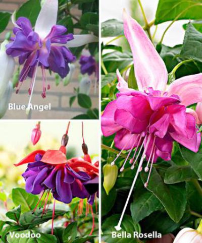 Giant Fuchsien in 3 Sorten - Jungpflanzen von Bakker auf blumen.de