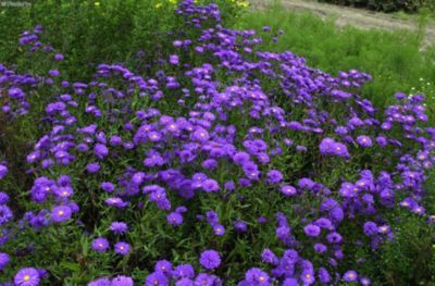 Glattblatt-Aster (blau) von GartenXXL auf blumen.de