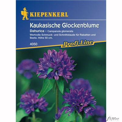 Glockenblume (Kaukasische Glockenblume) ´Dahurica´ von Garten Schlüter auf blumen.de