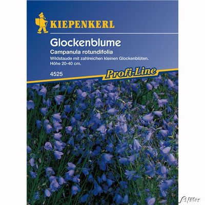 Glockenblume von Garten Schlüter auf blumen.de