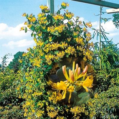 Goldgeißblatt von Garten Schlüter auf blumen.de