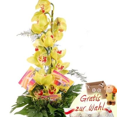 Goldmännchen Tea Special Orchideen-Wellness von Blumenfee auf blumen.de