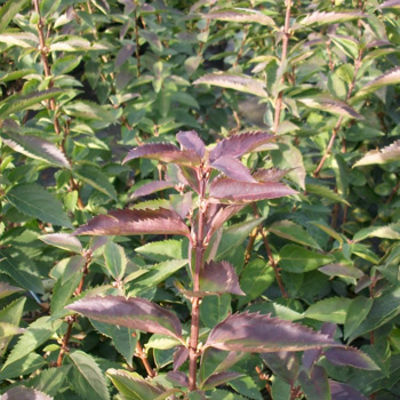 Goldglöckchen Forsythie 'Goldrausch' von Gartengruen-24 auf blumen.de