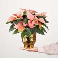 Goldzauber von Blume2000.de auf blumen.de