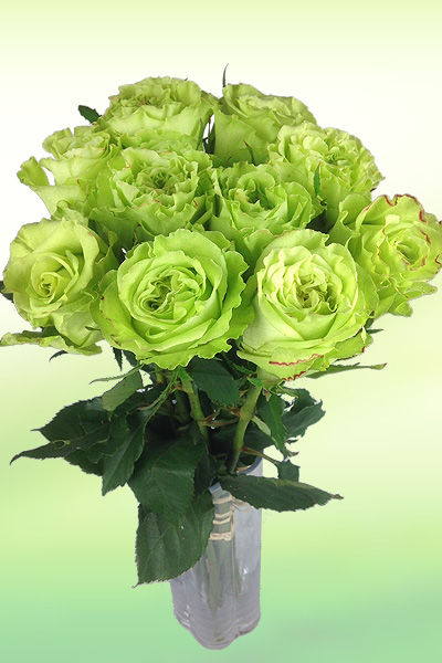 Grüne Rosen im Bund von Rosenbote.de auf blumen.de