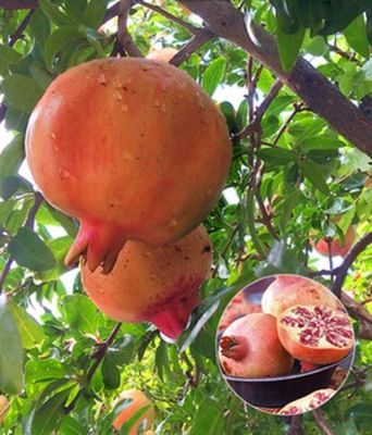 Granatapfel,1Pflanze von BALDUR-Garten auf blumen.de