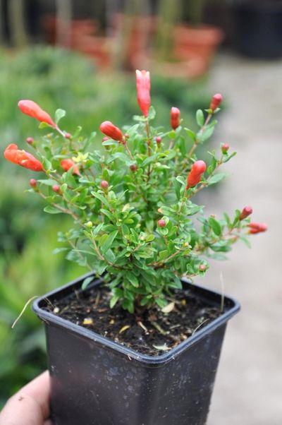 Granatapfel - Punica granatum, nanus von Der Palmenmann auf blumen.de