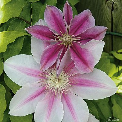Großblumige Clematis ´Ooh La La  Evipo´ von Garten Schlüter auf blumen.de