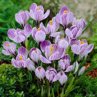 Großblumige Krokusse ´Pickwick´  von Garten Schlüter auf blumen.de