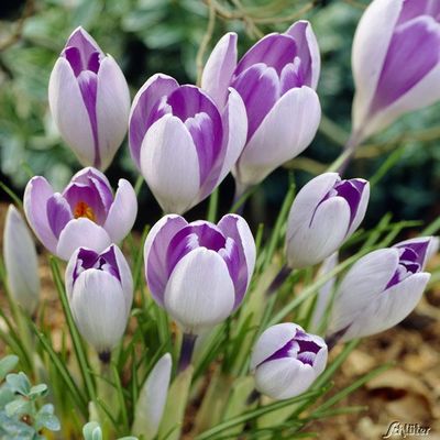 Großblumige Krokusse ´Vanguard´  von Garten Schlüter auf blumen.de