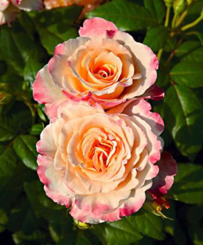 Großblumige Rose 'Aquarell' von Bakker auf blumen.de