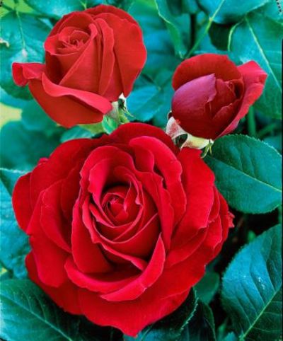 Großblumige Rose 'Black Magic'® von Bakker auf blumen.de