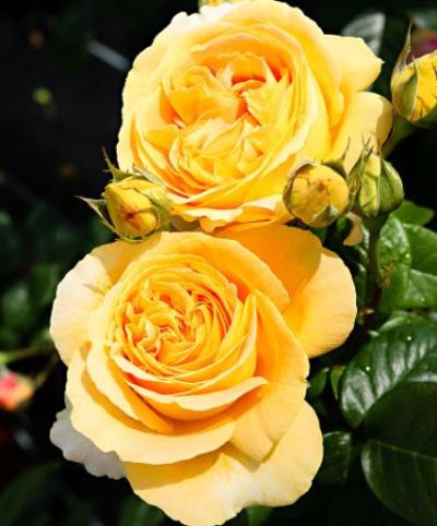 Großblumige Rose 'Candlelight' von Bakker auf blumen.de