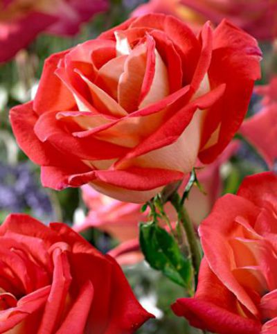 Großblumige Rose 'Gallivarda' von Bakker auf blumen.de