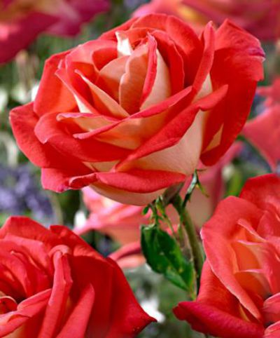 Großblumige Rose 'Gallivarda' von Bakker auf blumen.de