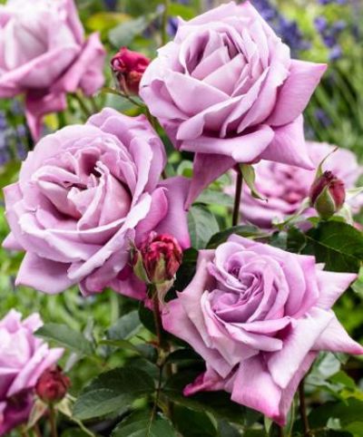 Großblumige Rose 'Waltz Time' von Bakker auf blumen.de