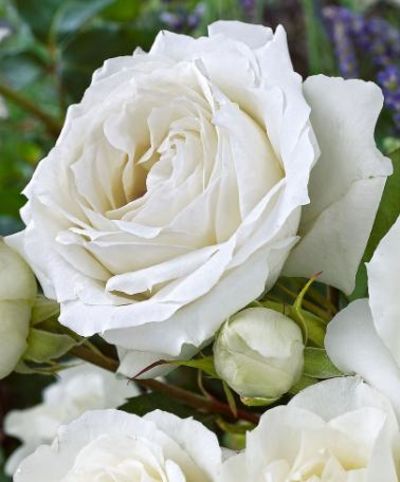Großblumige Rose 'White Symphony' von Bakker auf blumen.de