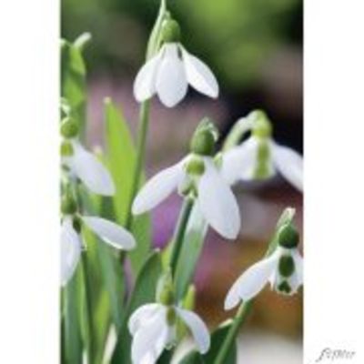 Großblumige-Schneeglöckchen  von Garten Schlüter auf blumen.de