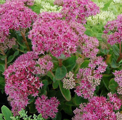 Große Fetthenne Munstead Dark Red von Nr-01 Pflanzenversand auf blumen.de