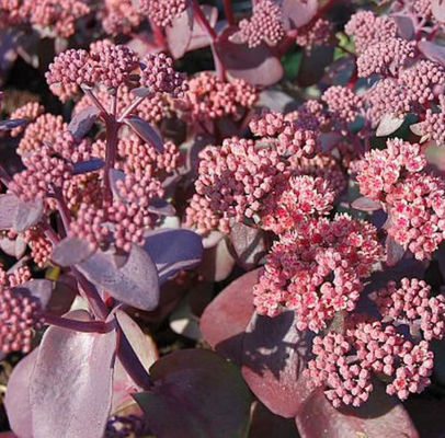 Große Fetthenne Xenox von Nr-01 Pflanzenversand auf blumen.de