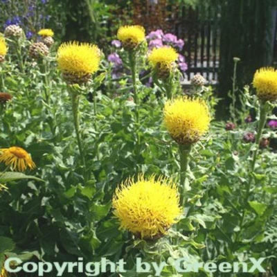 Schmetterlingswiese Schmetterlingswiese