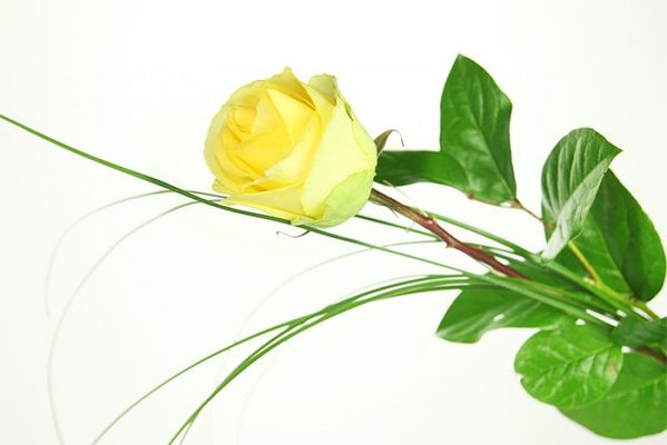 Große gelbe Rose von Rosenbote.de auf blumen.de