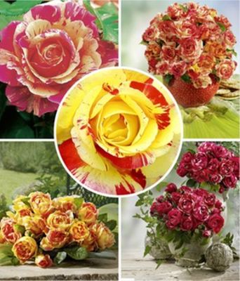 Große Malerrosen®,-Kollektion von BALDUR-Garten auf blumen.de