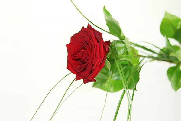Große rote Rose - Basic von Rosenbote.de auf blumen.de