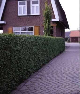 Grüne Thuja-Hecke von BALDUR-Garten auf blumen.de