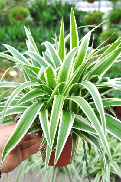 Grünlilie Chlorophytum Ocean Bunt von Der Palmenmann auf blumen.de