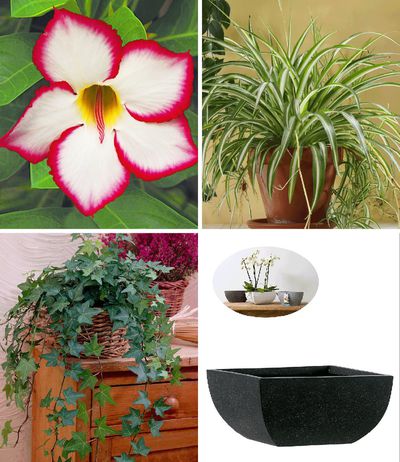 Grünlilie, Efeu, Wüstenrose von BALDUR-Garten auf blumen.de